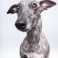 Musa la whippet